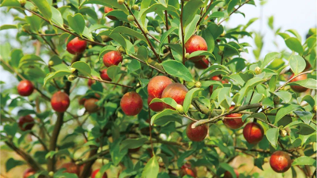 助农脱贫 | 东果博天用小茶果撬动大经济